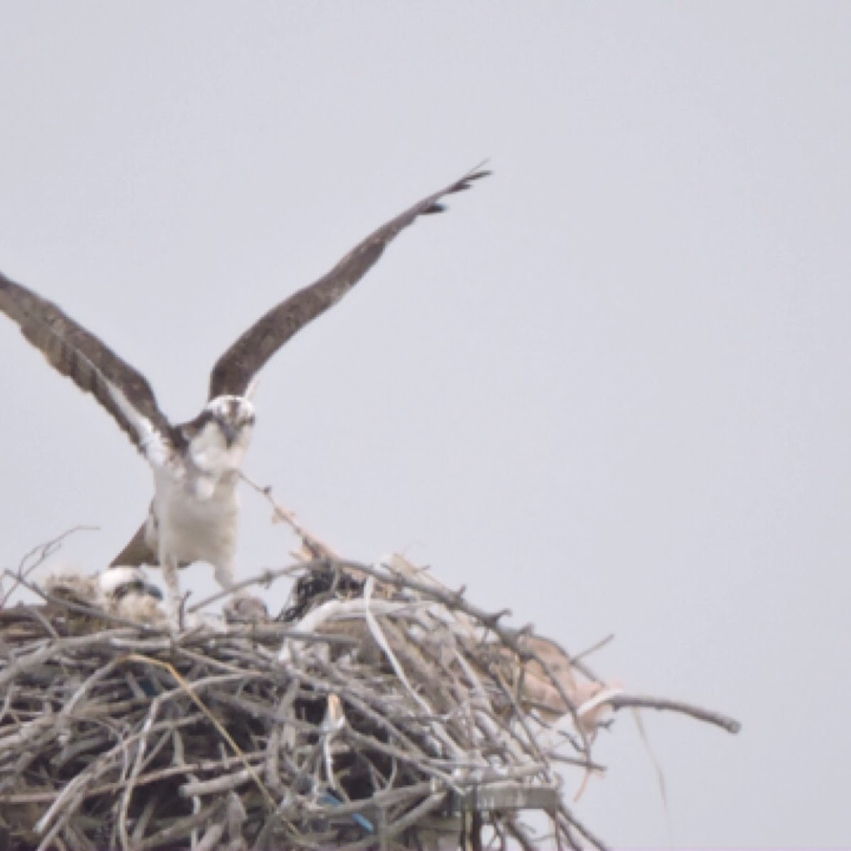 Osprey