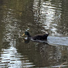 American Black Duck