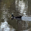 American Black Duck