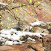 Ptarmigan