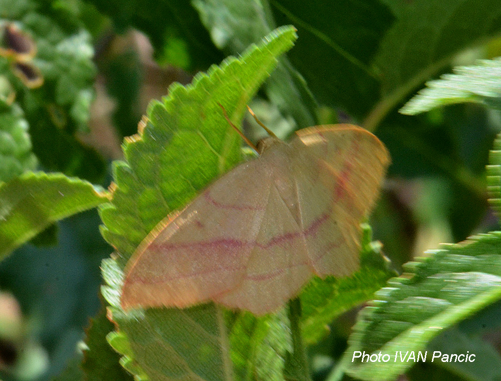 Rose-banded