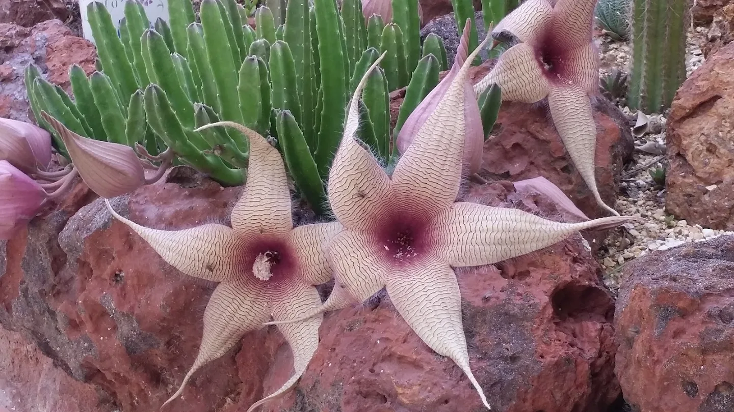 Stapelia grandiflora OomzRgM_j_eb64DqkYHHAlN0nw_YtXgJkKAXnbsN92wkGweOhvKQJTNRaMZUXTZ44io3kk2PCxBAuhE=w1440-h900-rw-no?