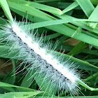 Fall Webworm