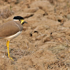 Lapwing  -  Yellow-wattled Lapwing