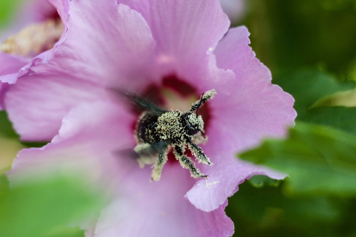 Carpenter Bee