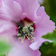 Carpenter Bee