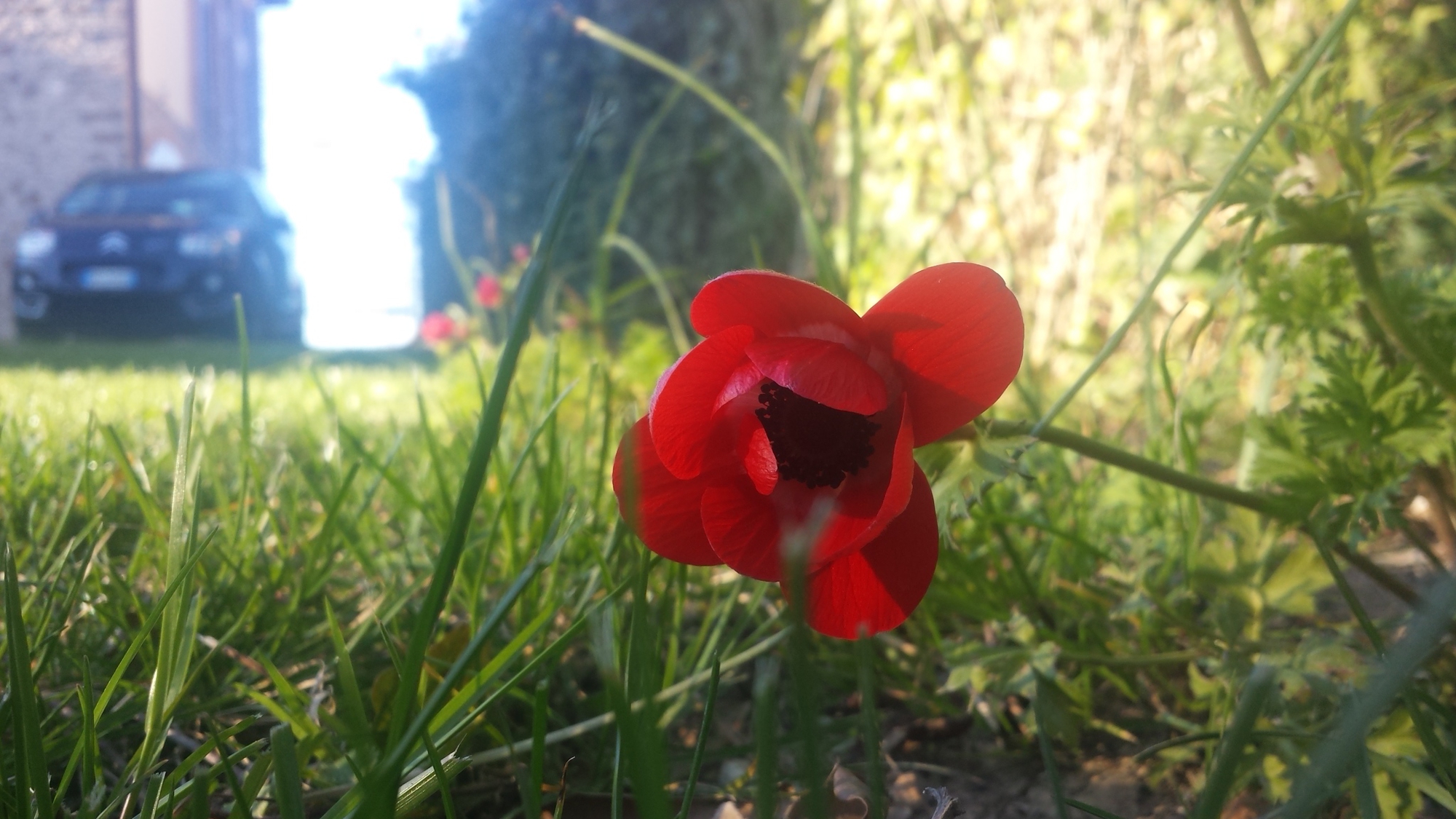 Anomene in Giardino di lucioort