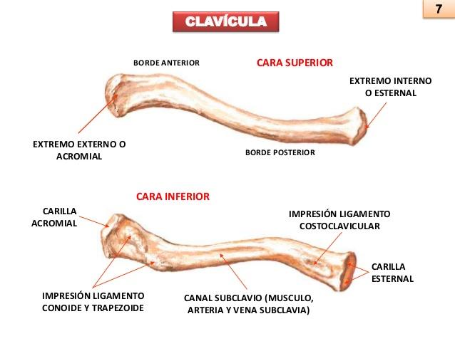 http://image.slidesharecdn.com/2-131008235625-phpapp02/95/anatomia-humana-miembro-superior-7-638.jpg?cb=1381276613