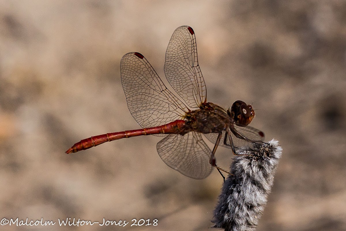 Southern Darter