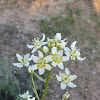 Fremont star lily