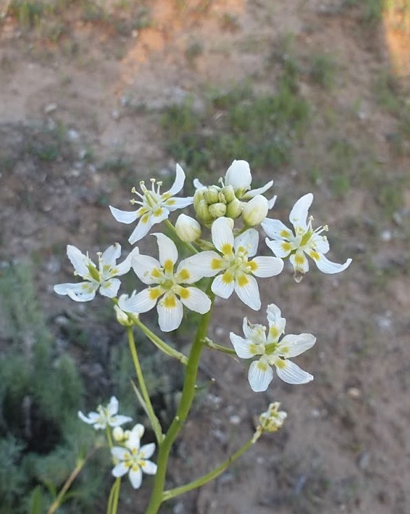 Fremont star lily