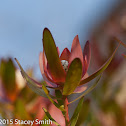 Type of Protea?