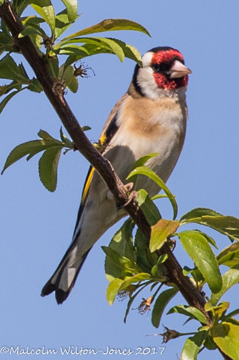 Goldfinch; Jilguero