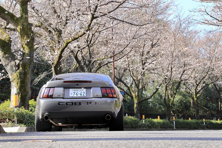 マスタングSVTコブラの桜と愛車・SVT cobraに関するカスタム事例の投稿画像1枚目