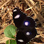 Common Eggfly Butterfly  (male)