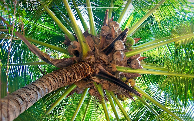 Palm Tree Wallpapers FullHD New Tab