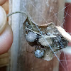 Common House Spider - female