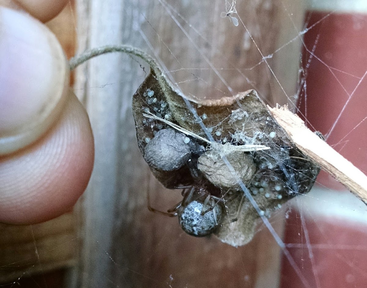 Common House Spider - female