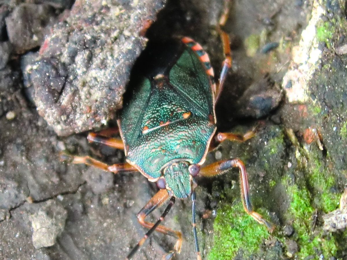 Eucalyptus pentatomid bug