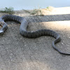 Northern Water Snake