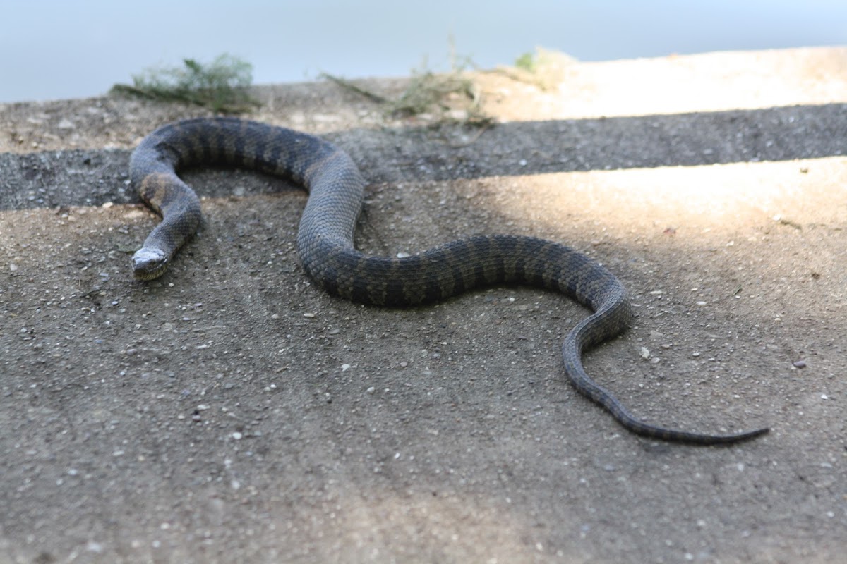 Northern Water Snake