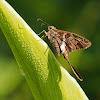 Blurry-striped Longtail