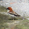 Russet Sparrow