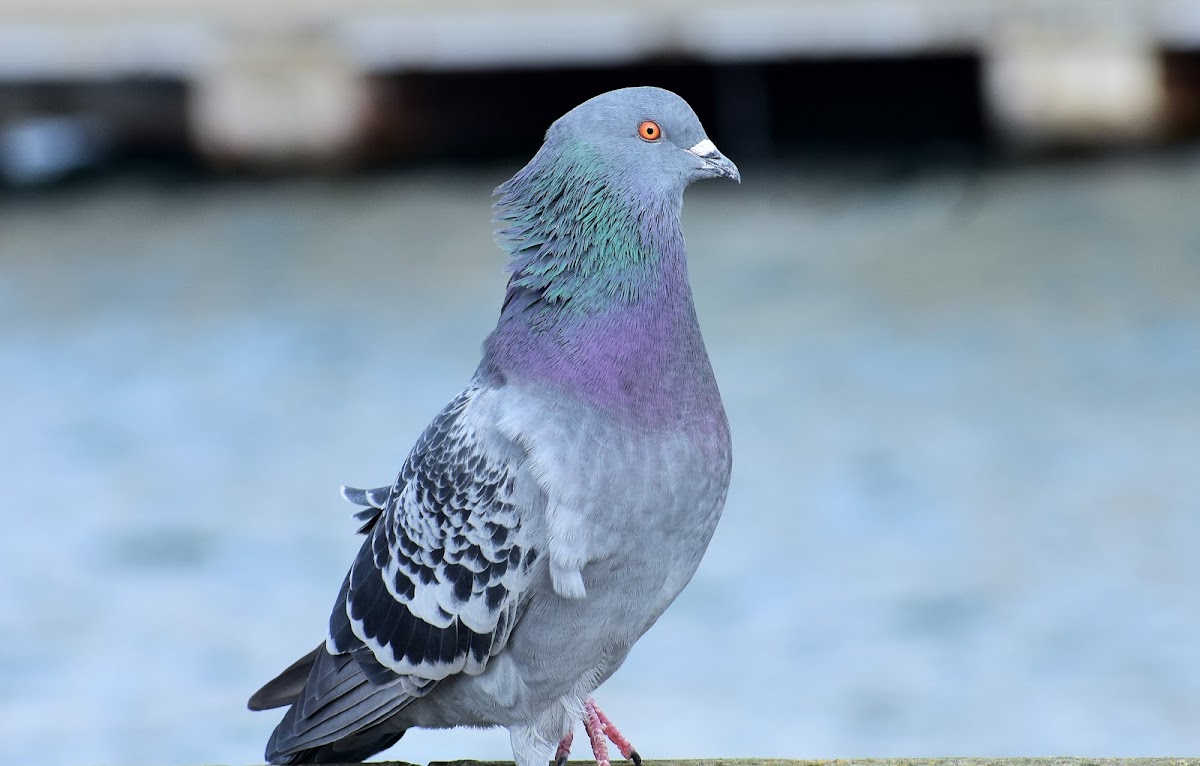 Feral pigeon