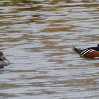 Hooded Merganser (Male and female )