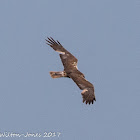 Marsh Harrier