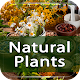 Natural medicine & Medicinal Plants Download on Windows