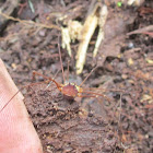 Harvestman