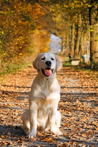 Golden Retrievers Wallpapers