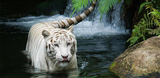 Menakjubkan 15 Gambar  Keren  Harimau  Putih Gudang Gambar  HD