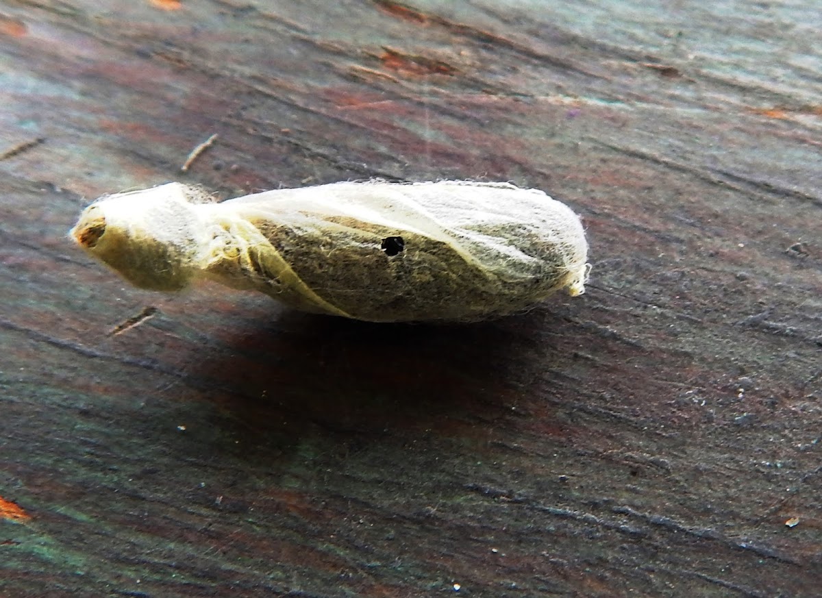 Moth Cocoon