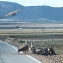 Griffon vulture