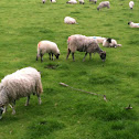 Domestic Sheep