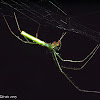 Long-Jawed Spider