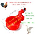 Máng Uống Nước Tự Động Cho Gà Ngan Vịt Dùng Hiệu Quả