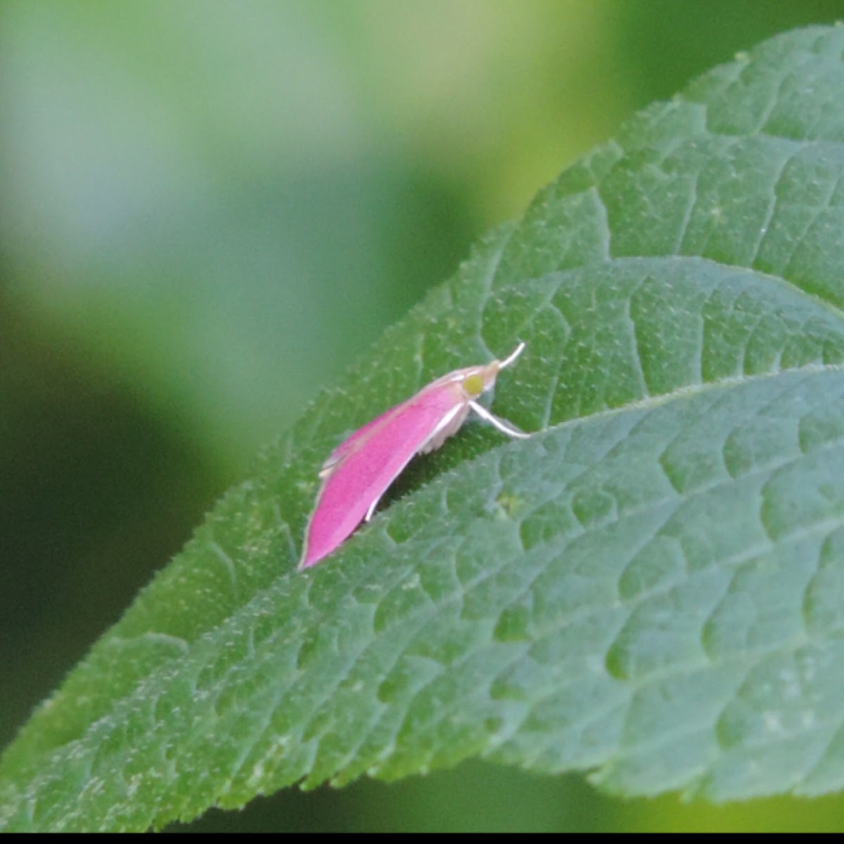 Southern Pink Moth