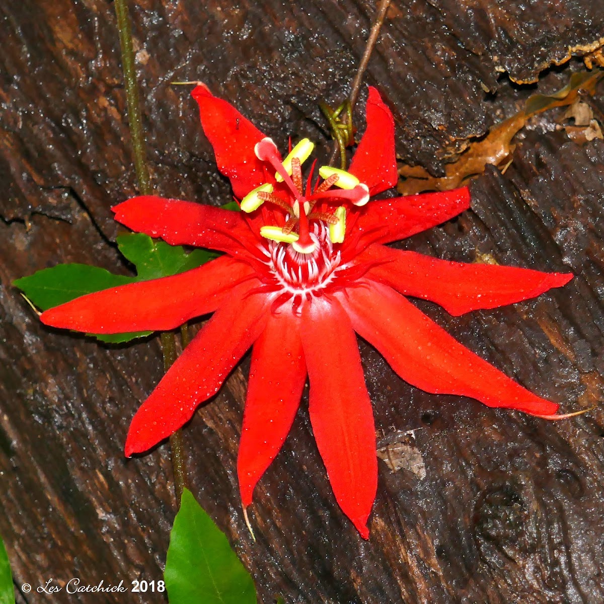 Red passion flower