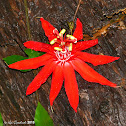 Red passion flower