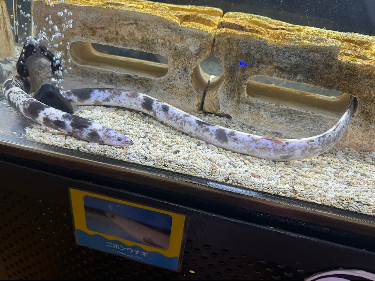 DB9 クーペの浜松・浜名湖ウォット・うどん・あらたまの湯に関するカスタム事例の投稿画像4枚目