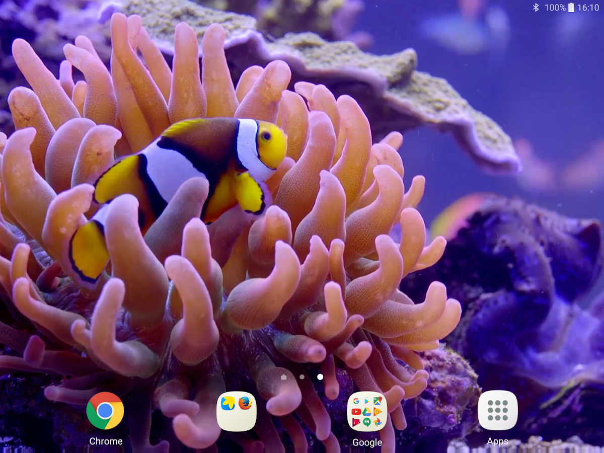 Ikan Badut Gambar Animasi Apl Android Di Google Play