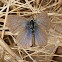 Common Grass Blue