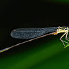 Damselfly