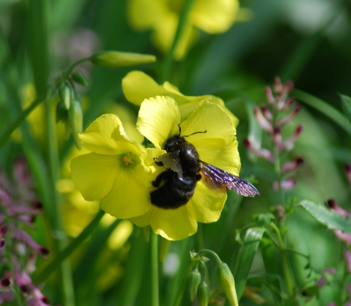 TUTTI I FIORI DEL MIO GIARDINO di AGATA