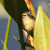 Palm Warbler