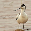 Pied Avocet