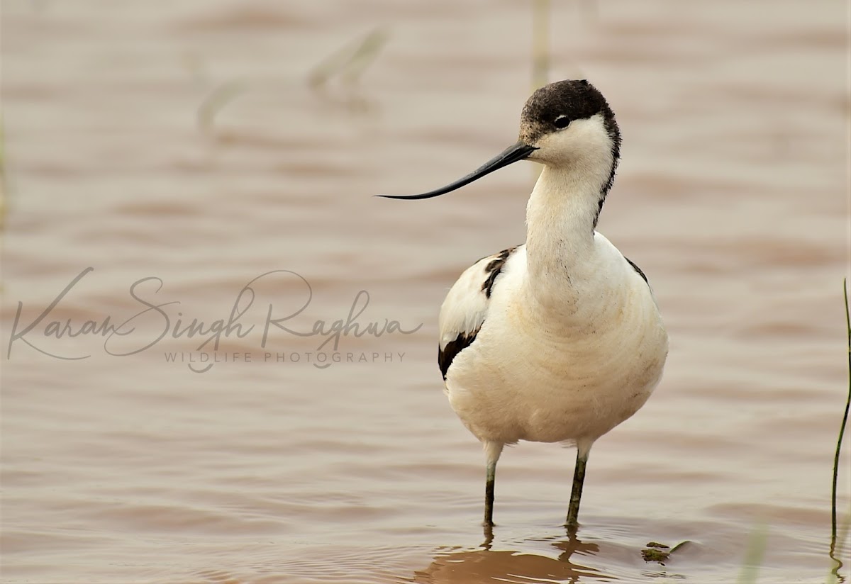 Pied Avocet